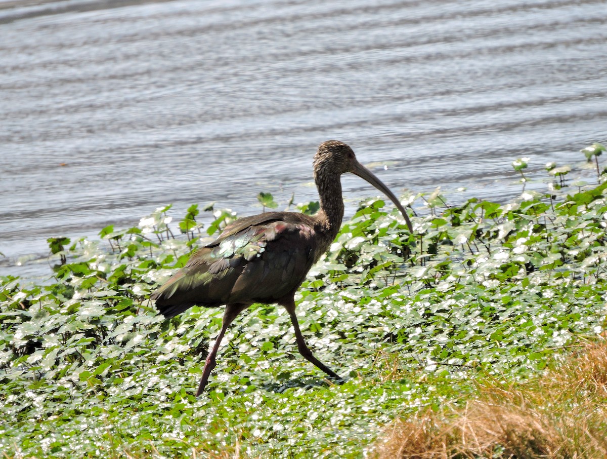 White-faced Ibis - ML90162181