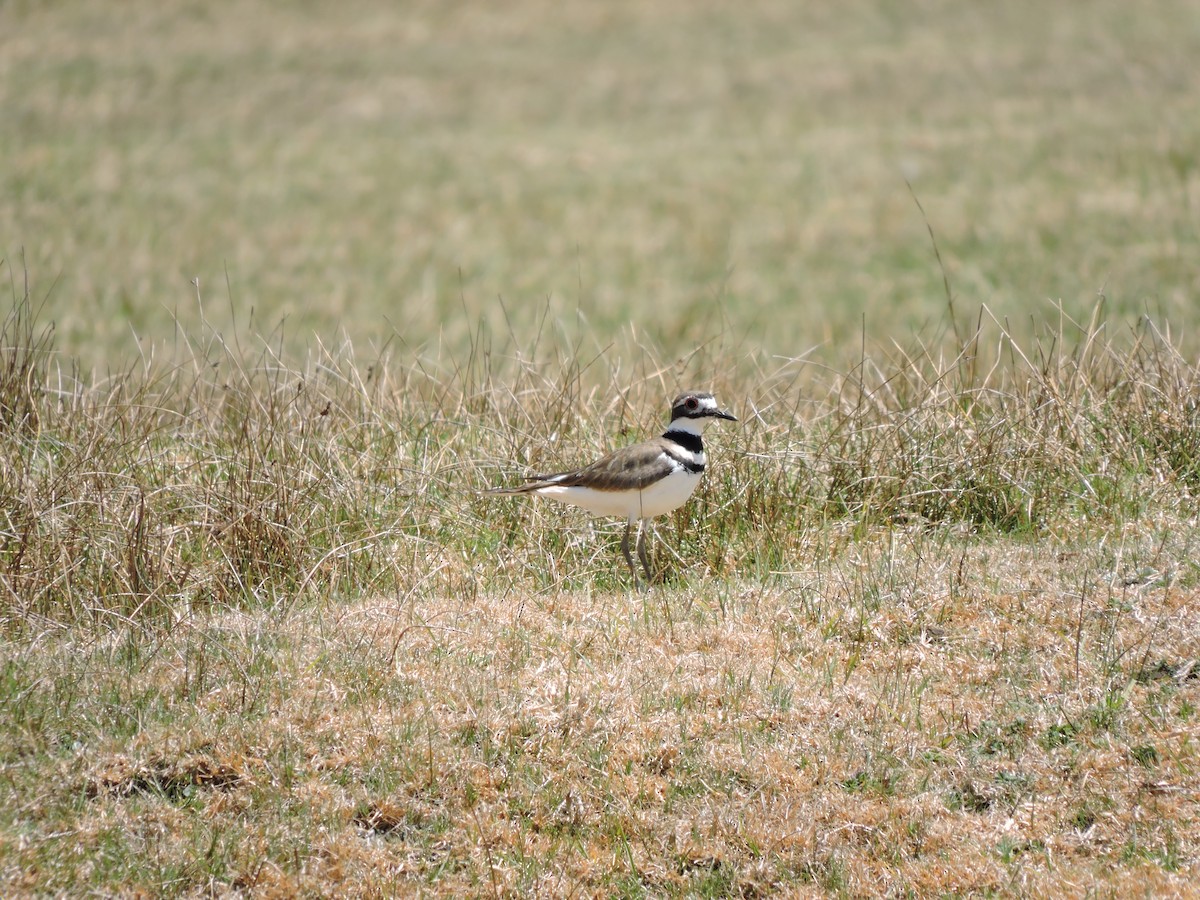 Killdeer - Nicola Cendron