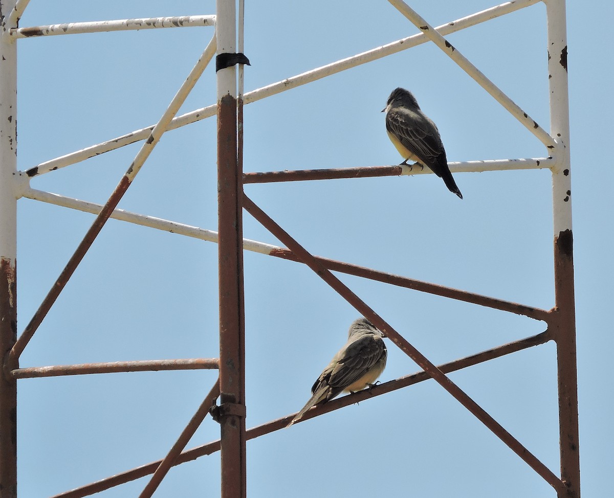 Cassin's Kingbird - Nicola Cendron