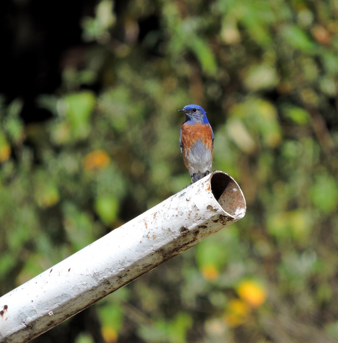 Western Bluebird - ML90163101