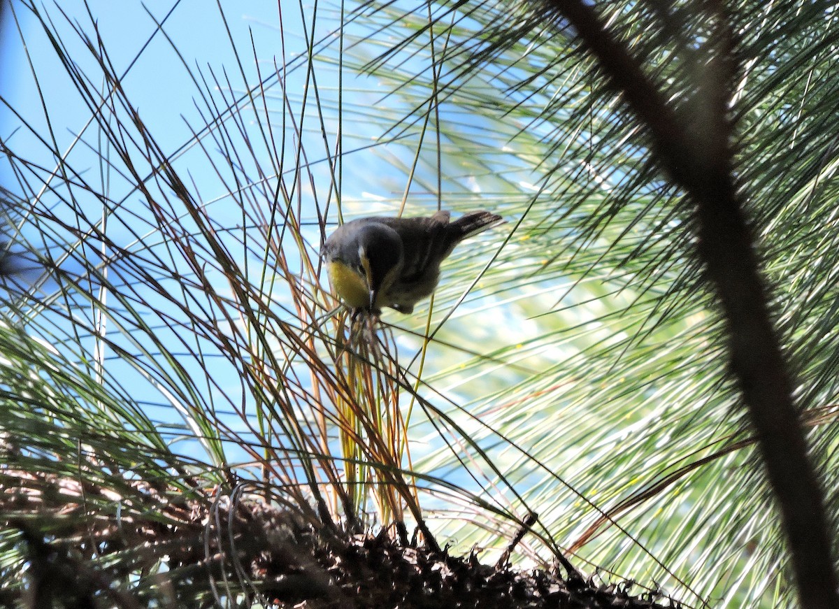 Grace's Warbler - Nicola Cendron