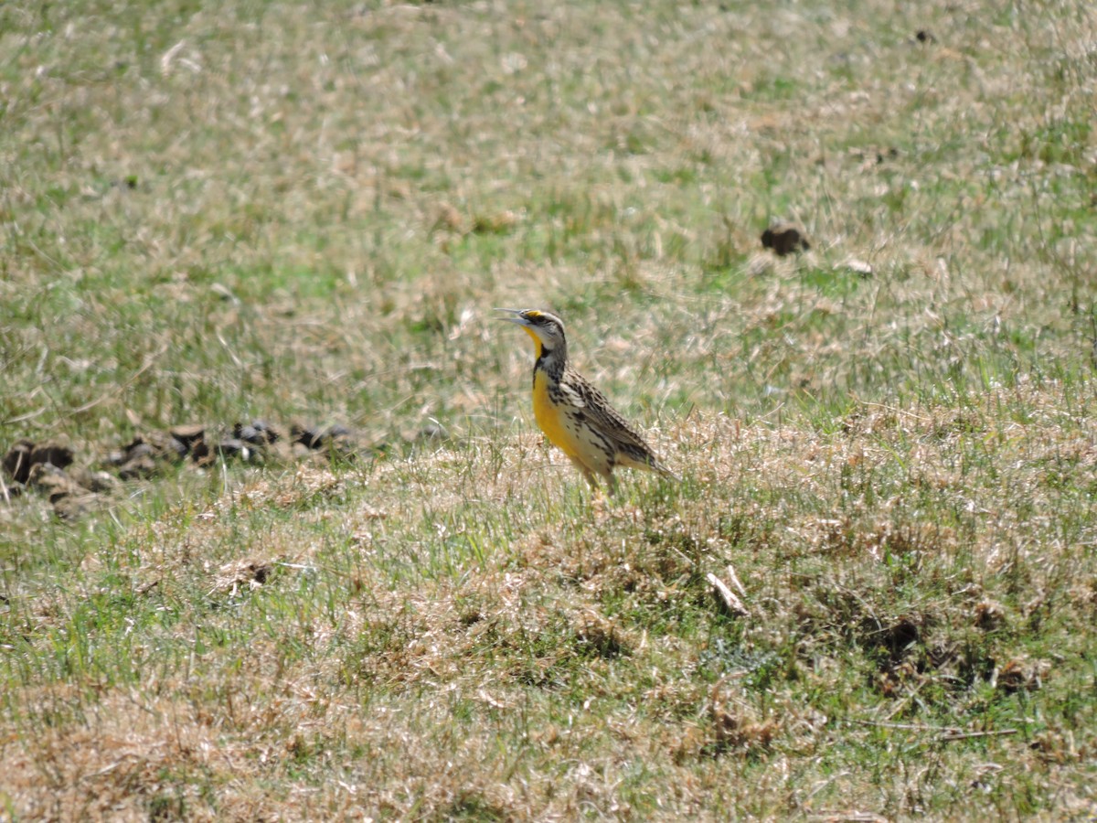 Chihuahuan Meadowlark - ML90164101