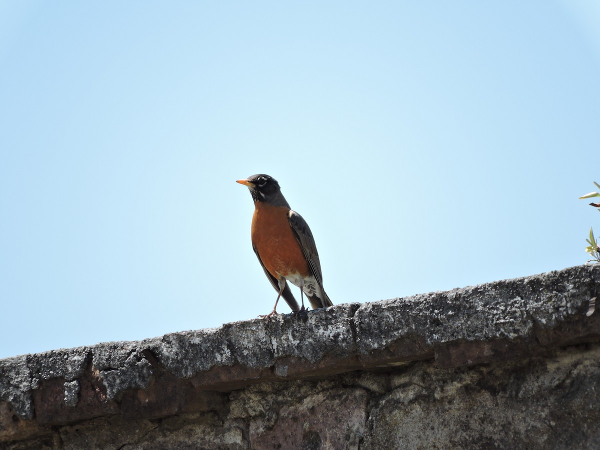 American Robin - ML90164341