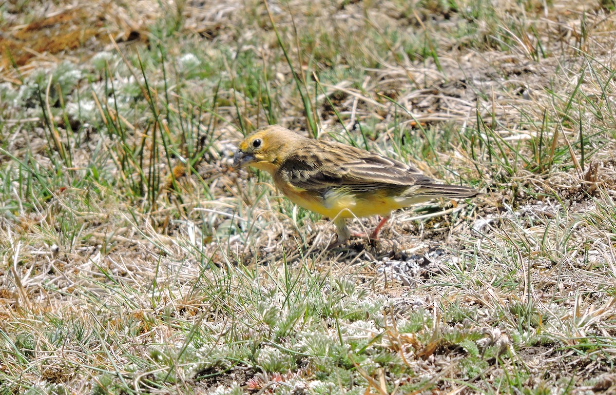 Grassland Yellow-Finch - ML90165251