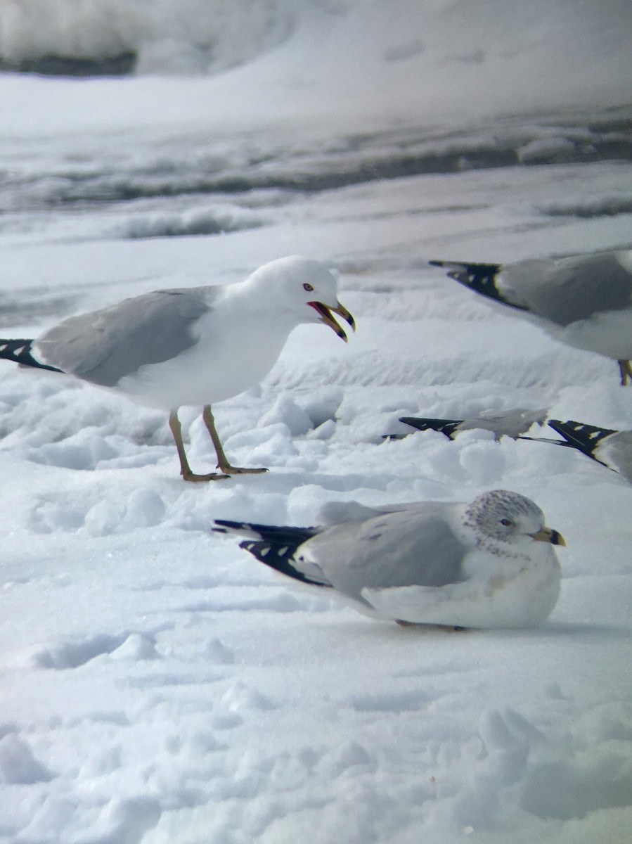 Gaviota de Delaware - ML90166221