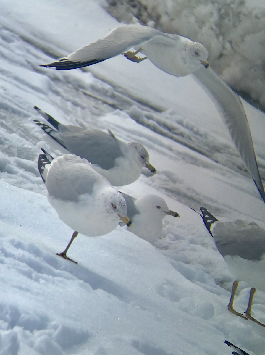 Gaviota de Delaware - ML90166231