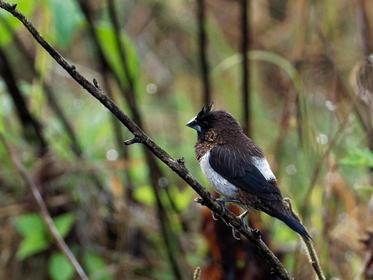 White-rumped Munia - ML90166931