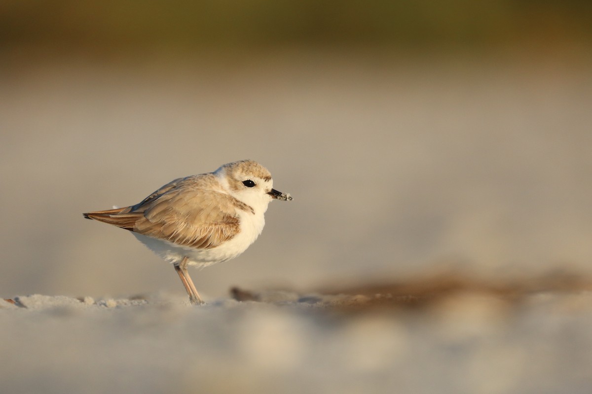 Snowy Plover - Oscar Wilhelmy