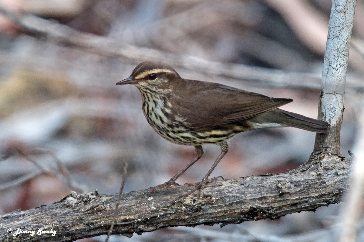 Northern Waterthrush - ML90168041