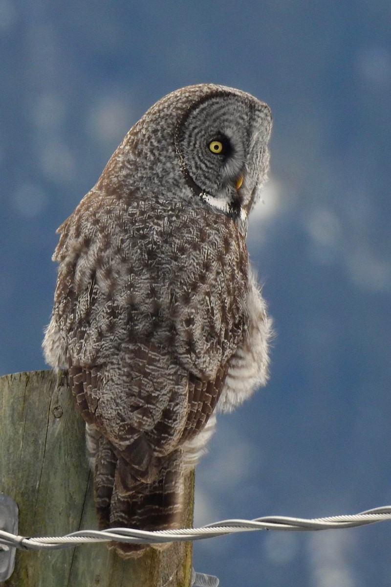 Great Gray Owl - ML90169751