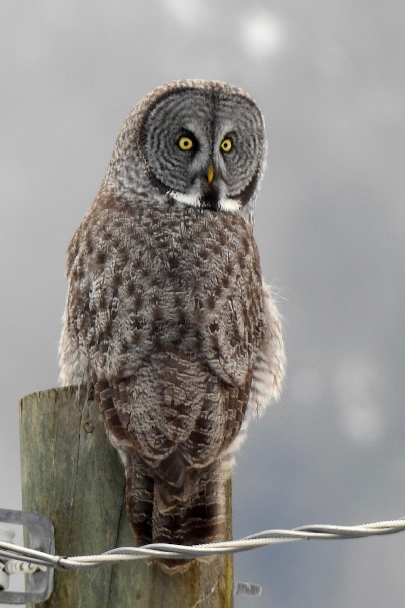 Great Gray Owl - ML90169841