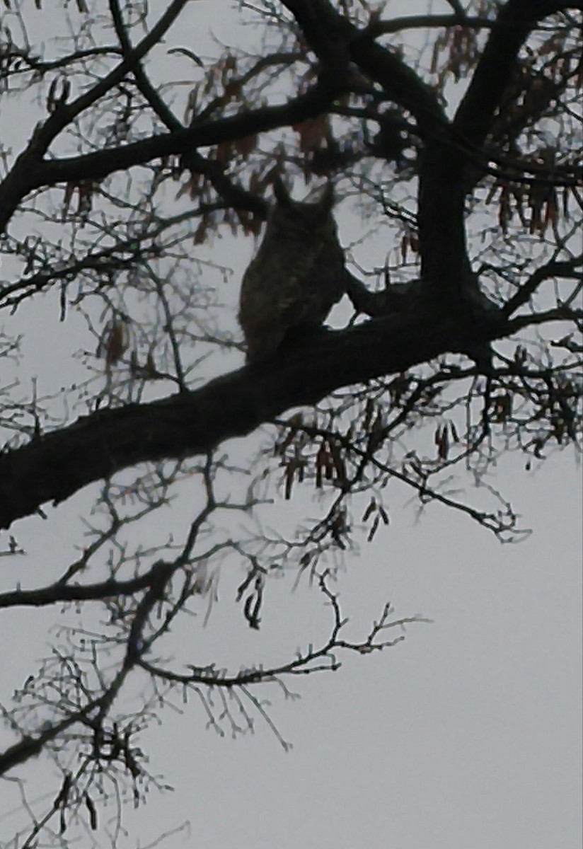 Great Horned Owl - ML90171441
