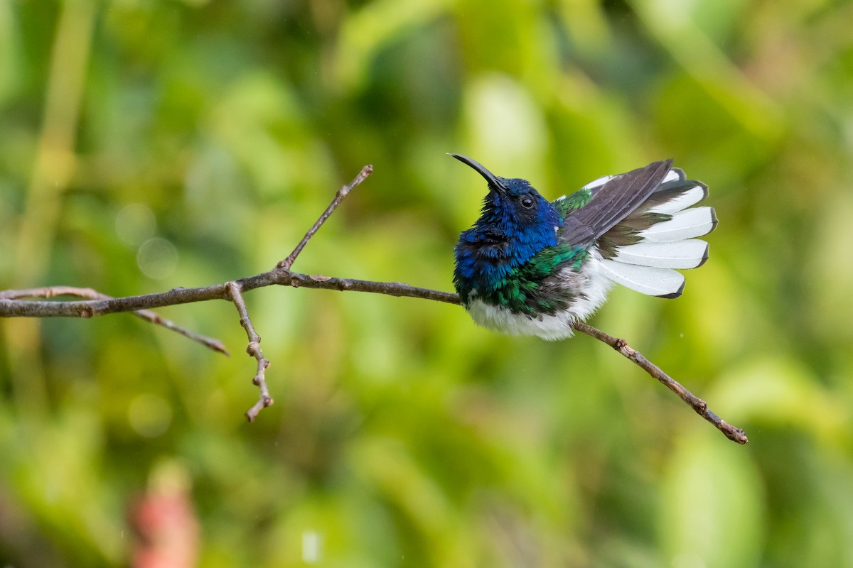 Weißnackenkolibri - ML90171841