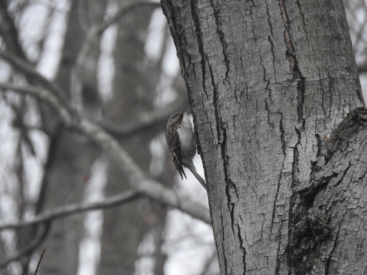 Brown Creeper - ML90174581