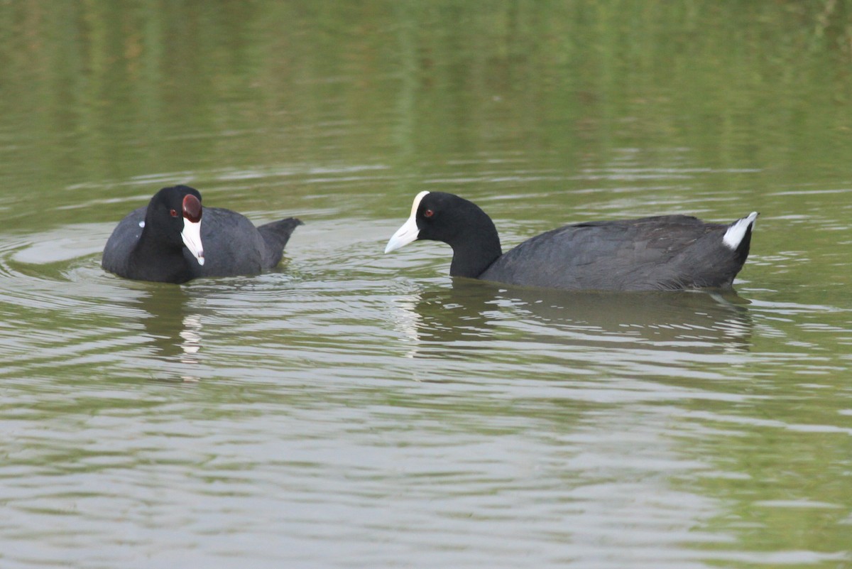 Hawaiian Coot - ML90175871