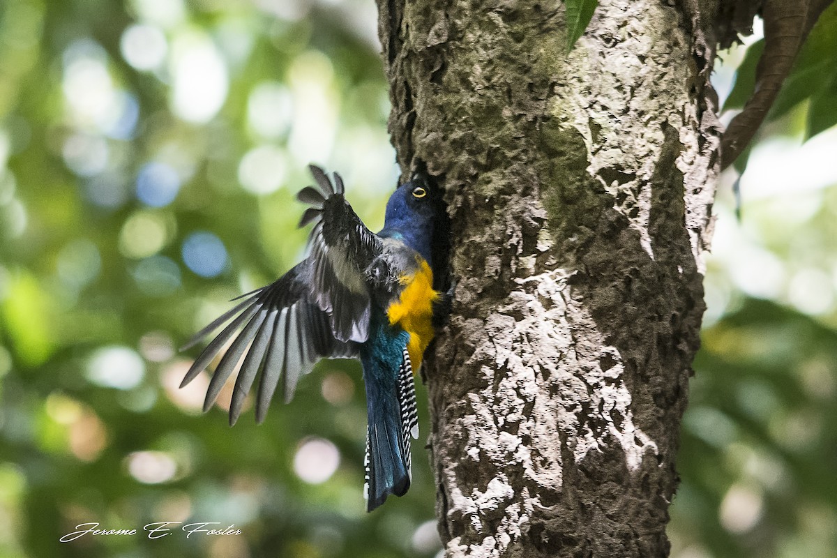 Guianan Trogon - ML90176441