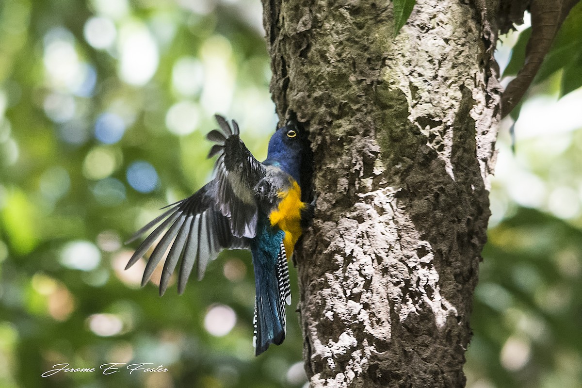 trogon guyanský - ML90176441