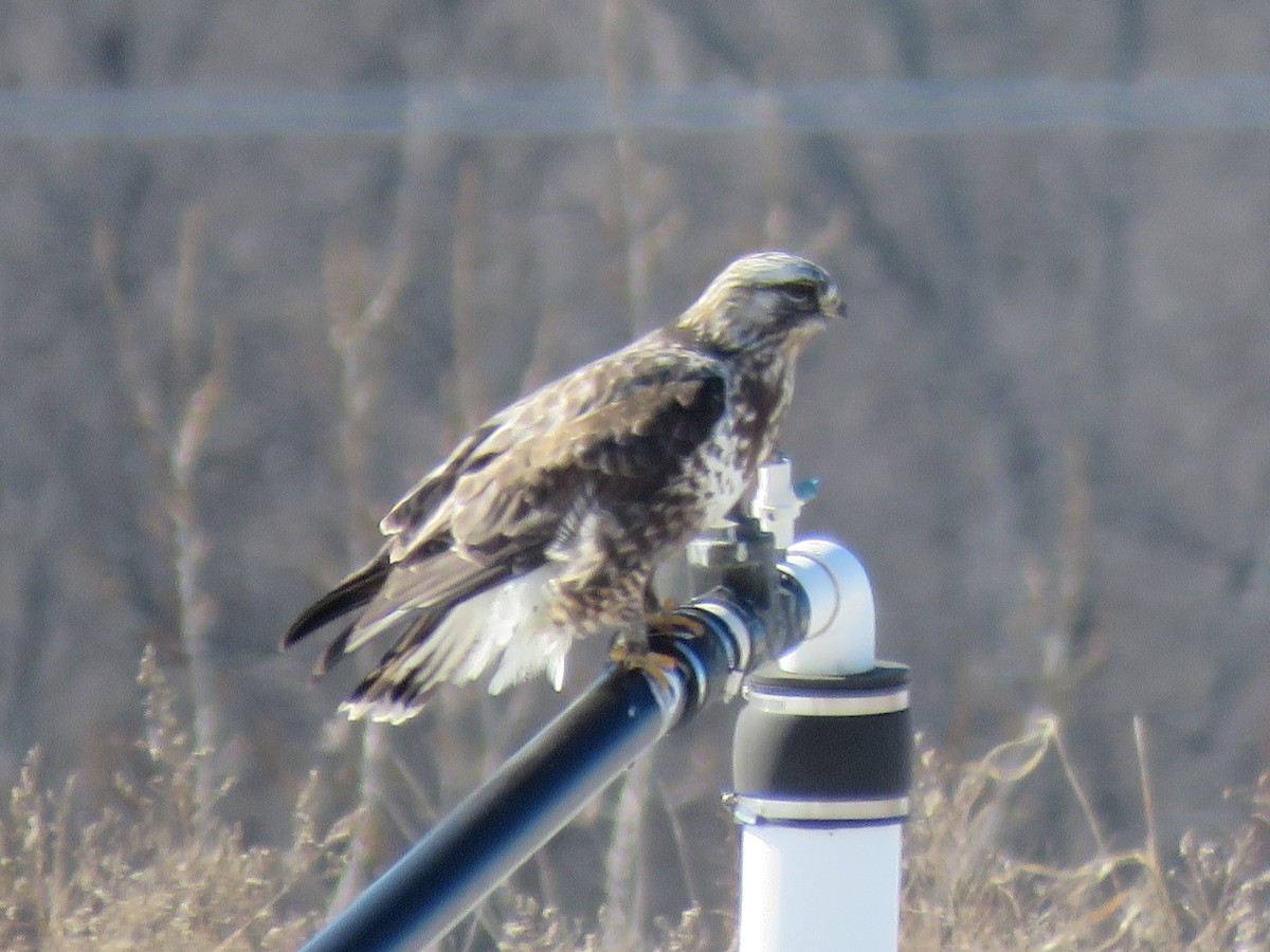 Rough-legged Hawk - ML90178501