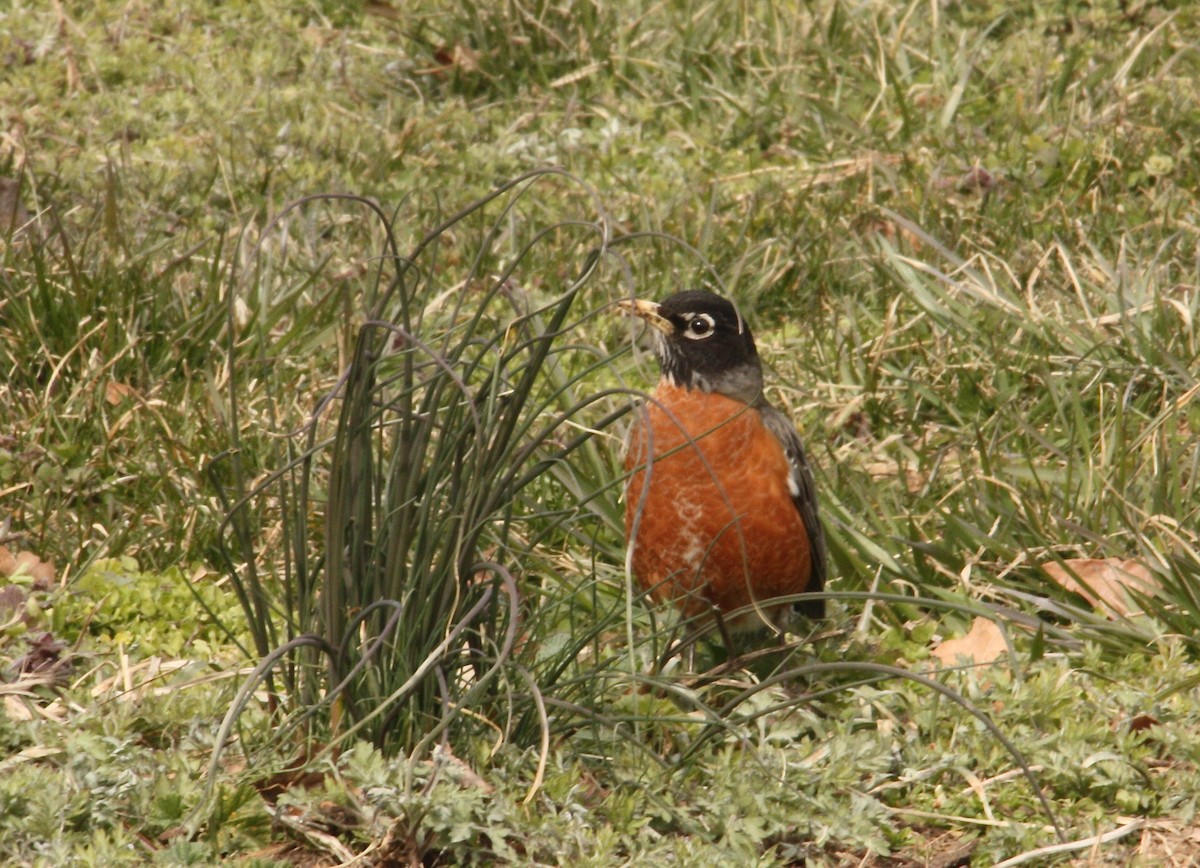 American Robin - ML90178511