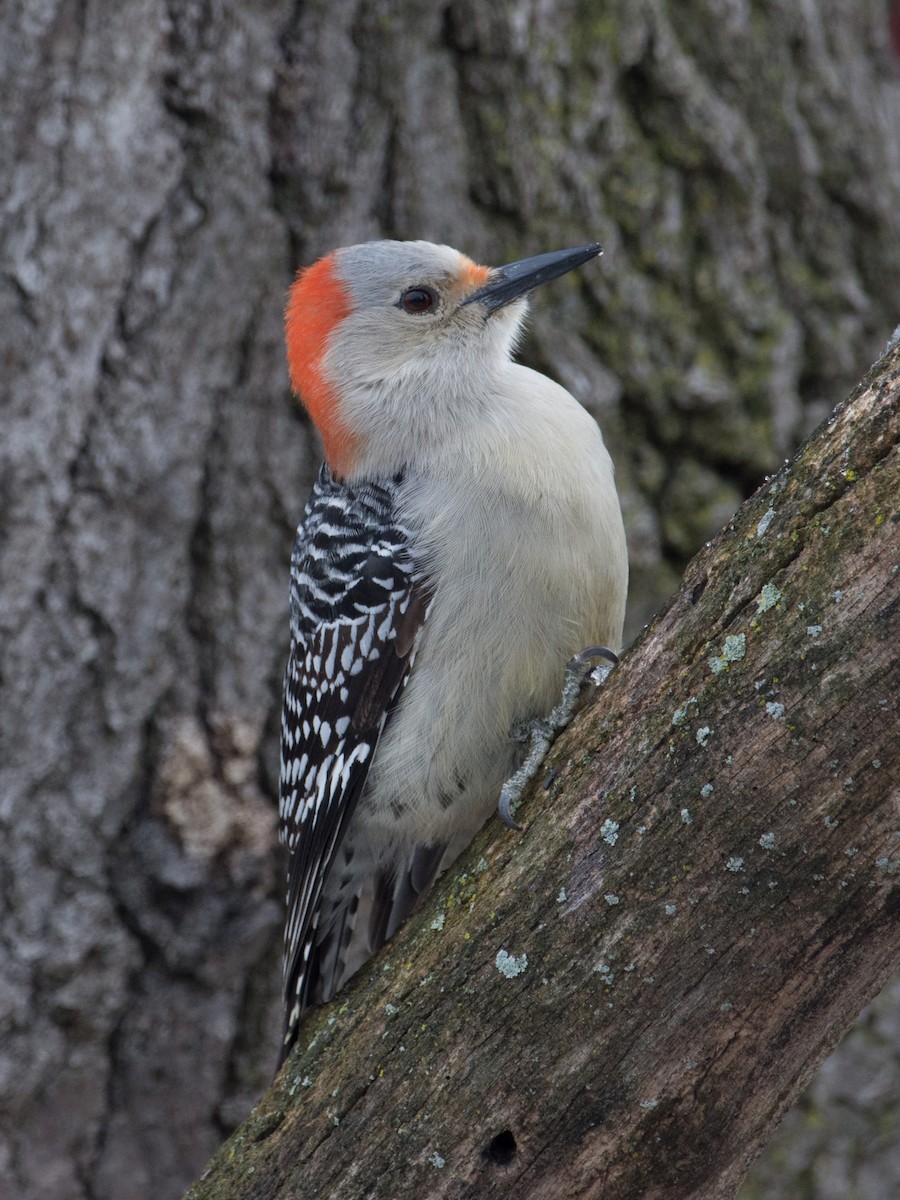 Red-bellied Woodpecker - T I