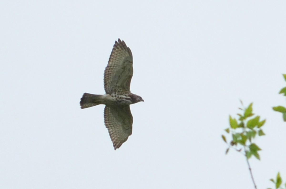 Broad-winged Hawk - ML90182091