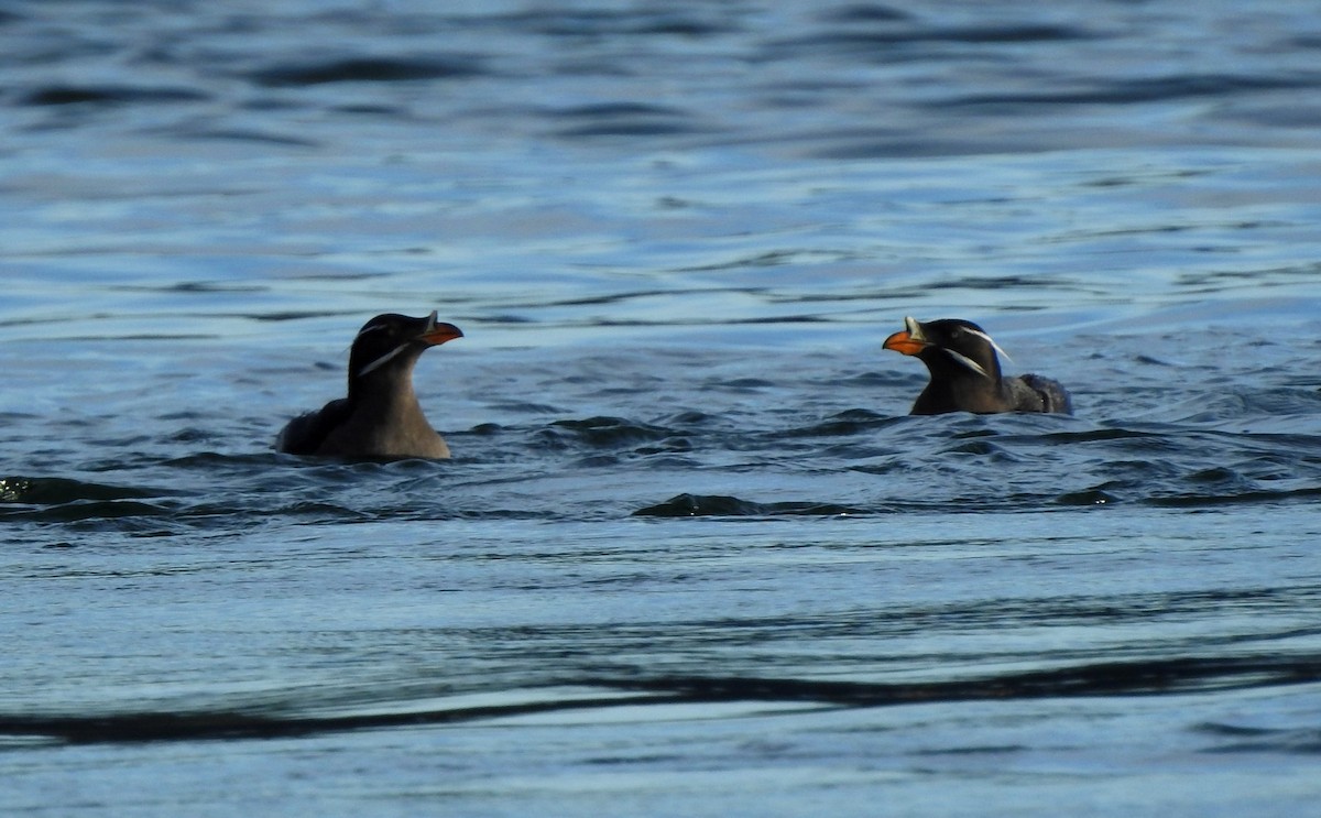 Rhinoceros Auklet - Jody  Wells