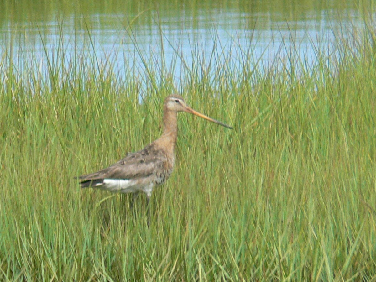 Black-tailed Godwit - ML90185351