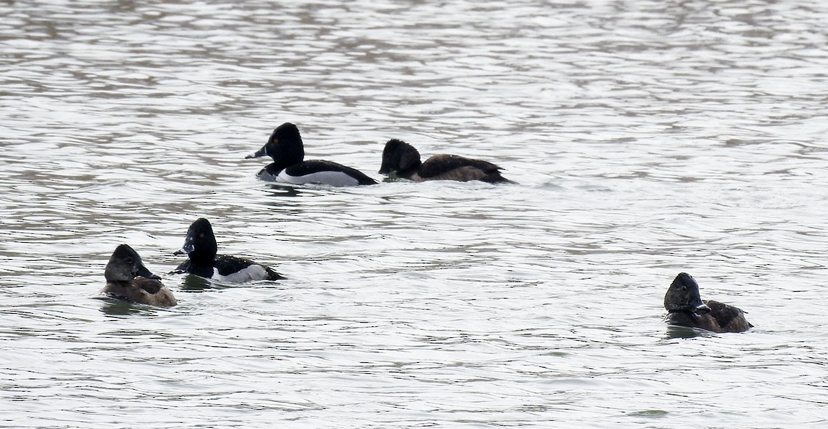 Ring-necked Duck - ML90186801