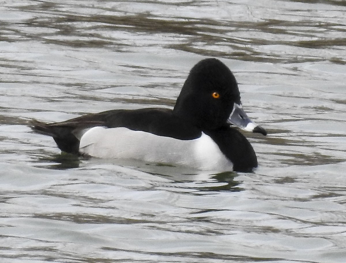 Ring-necked Duck - ML90186841