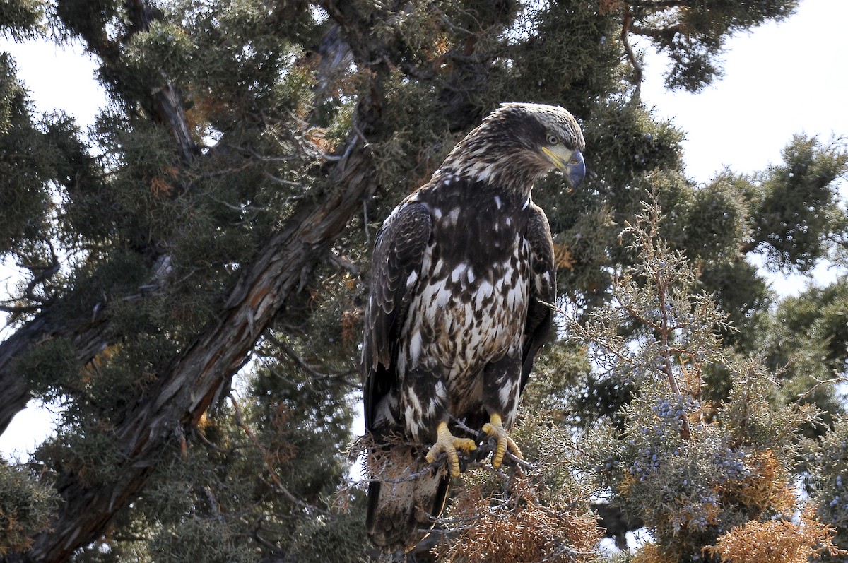 Bald Eagle - ML90186971