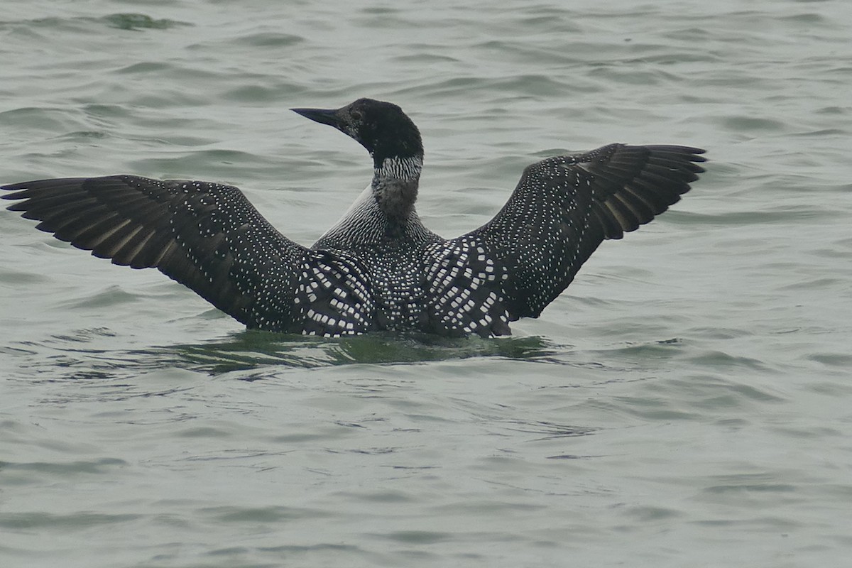 Common Loon - ML90187201