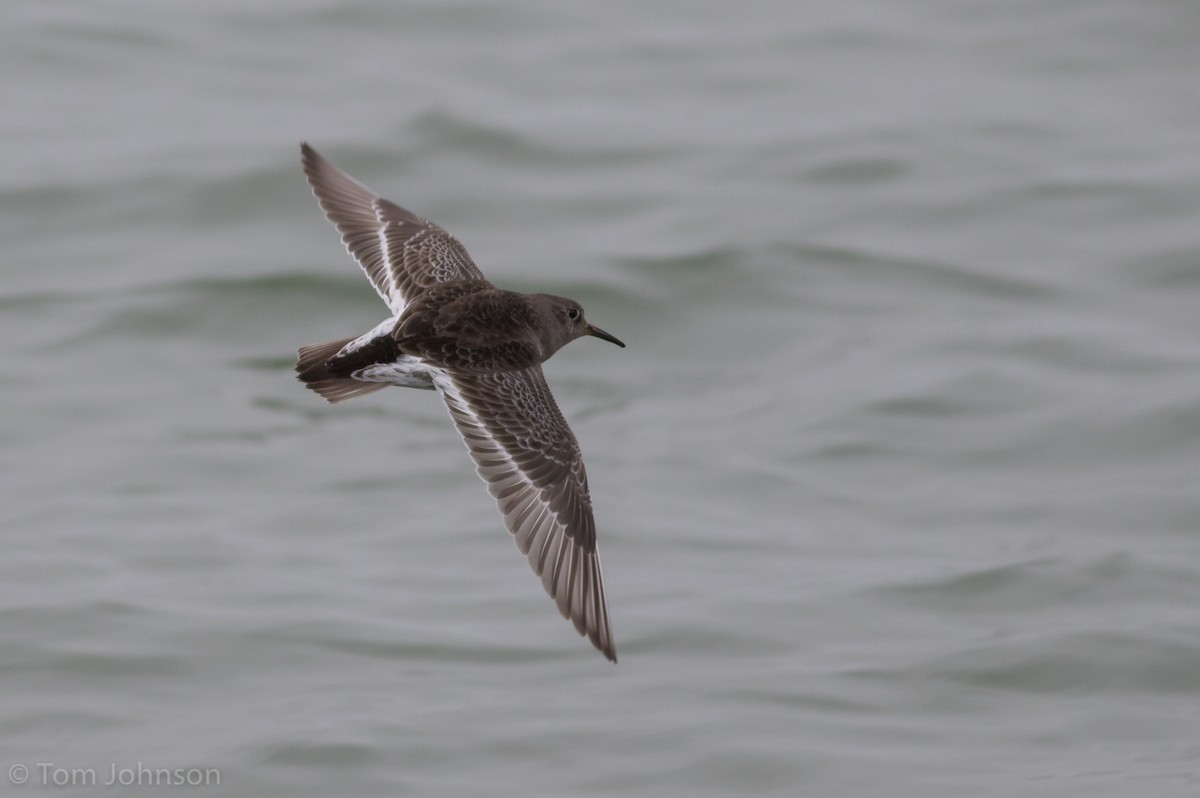 Purple Sandpiper - Tom Johnson