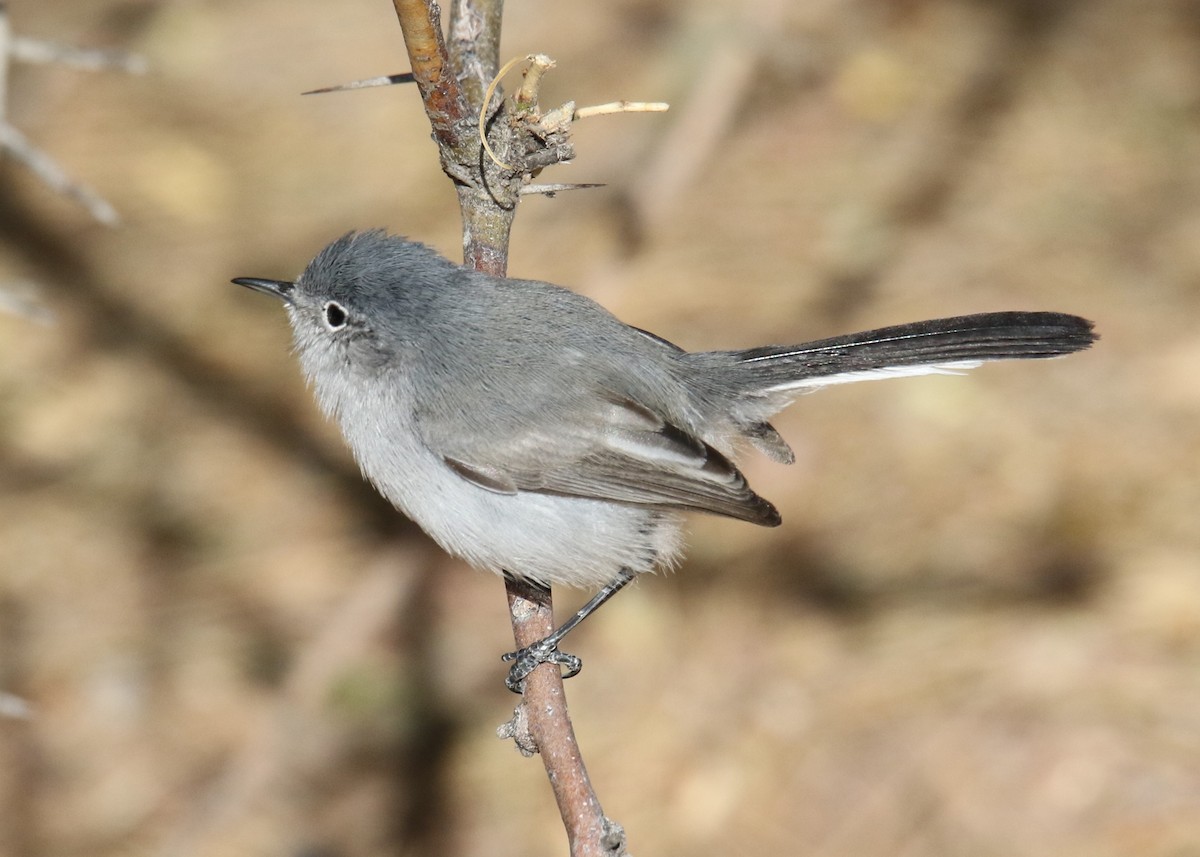 Black-tailed Gnatcatcher - ML90188301