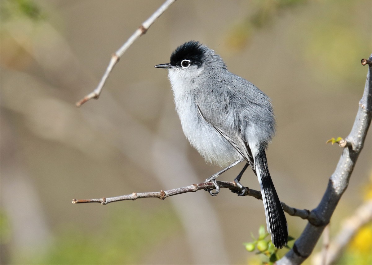 Black-tailed Gnatcatcher - Louis Hoeniger