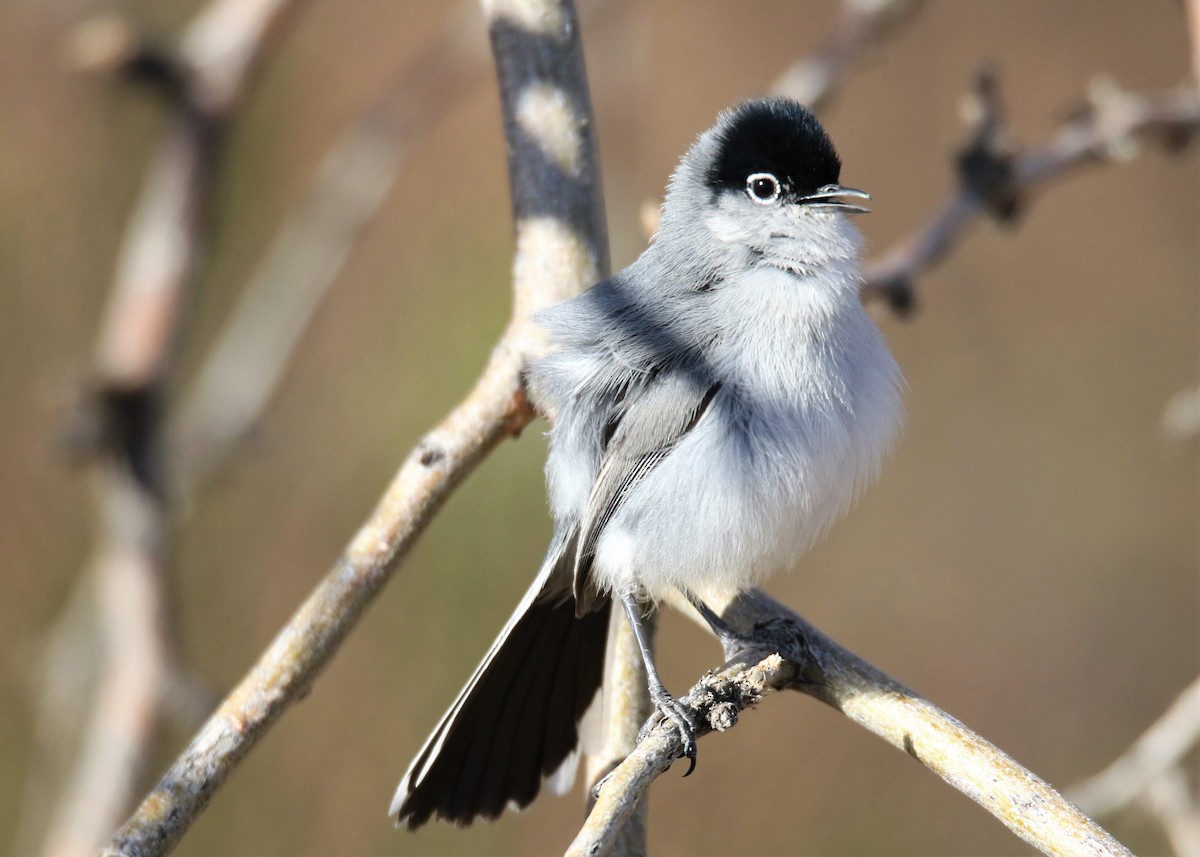 Black-tailed Gnatcatcher - ML90188621