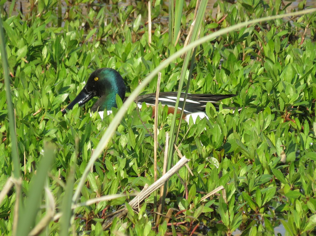 Northern Shoveler - ML90189381