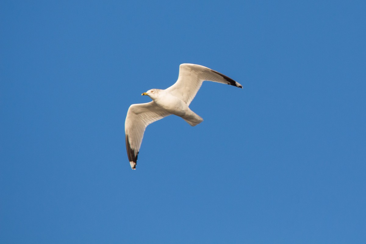 Ring-billed Gull - ML90189631