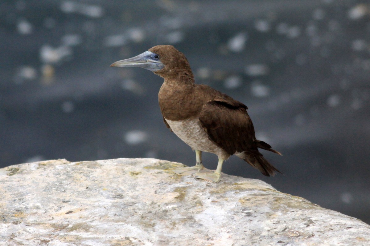 Brown Booby - ML90191501