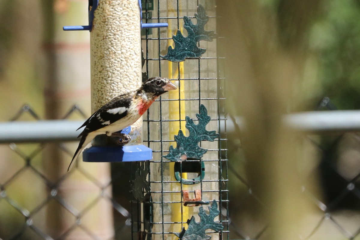 Cardinal à poitrine rose - ML90192861