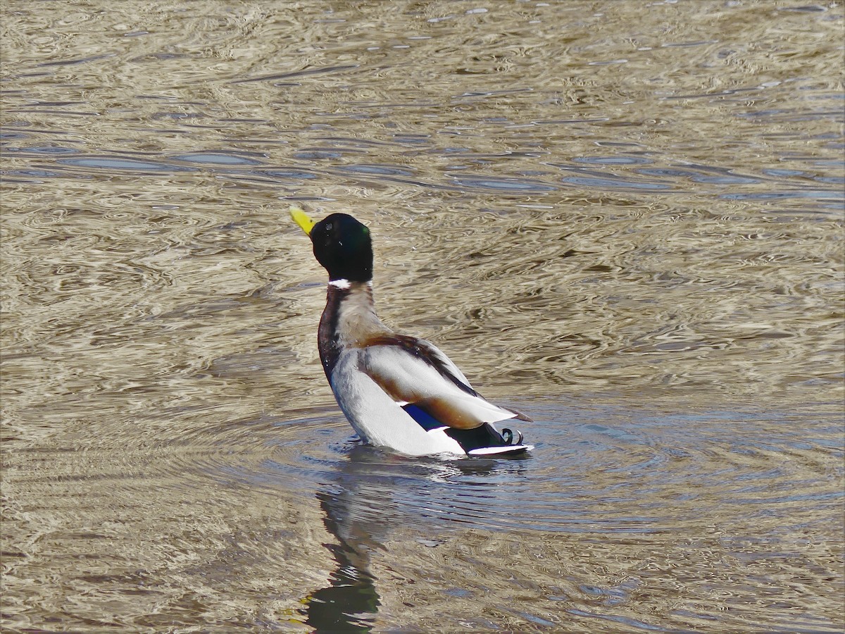 Mallard - ML90193541