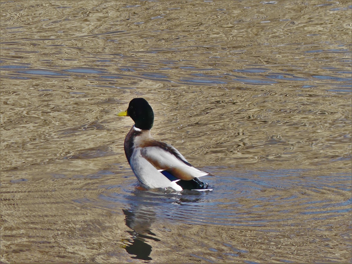 Mallard - ML90193571