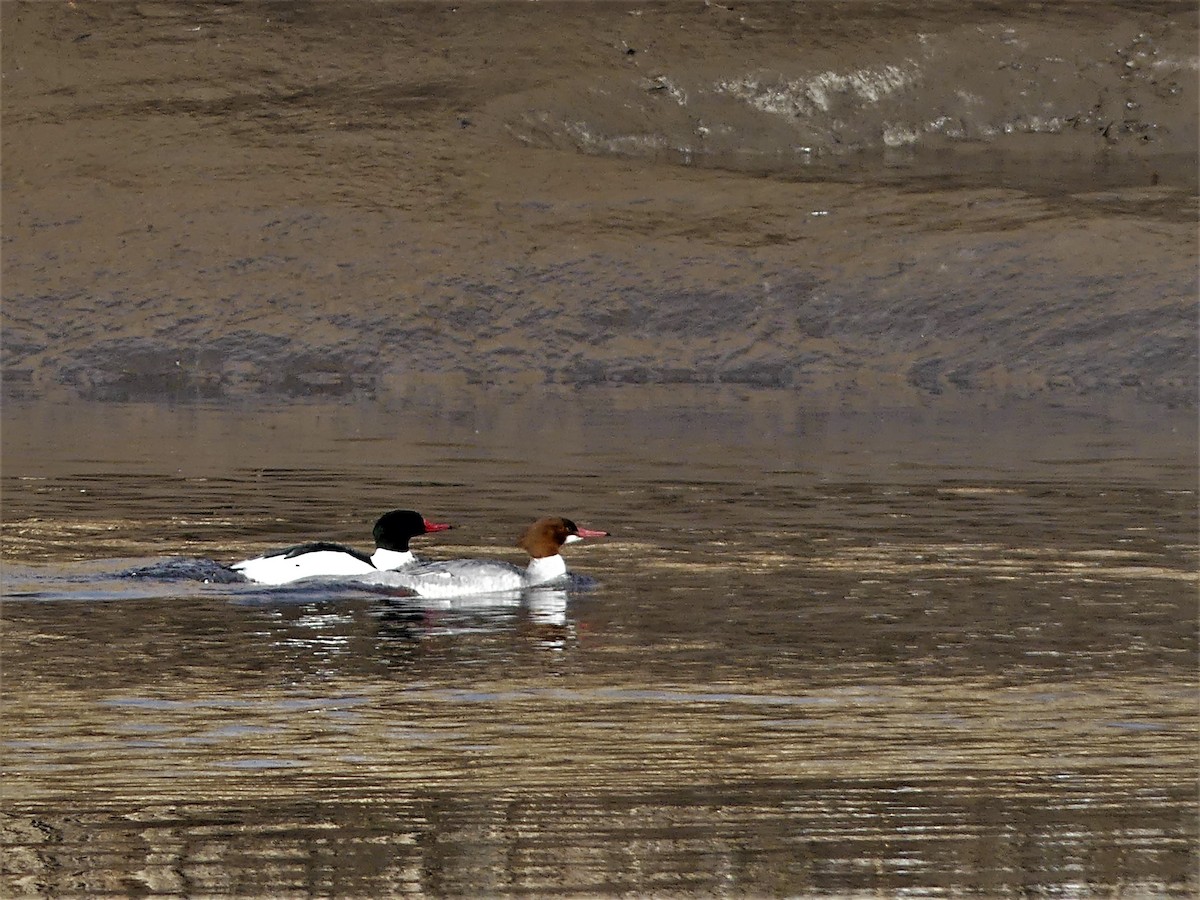 Mallard - ML90193731