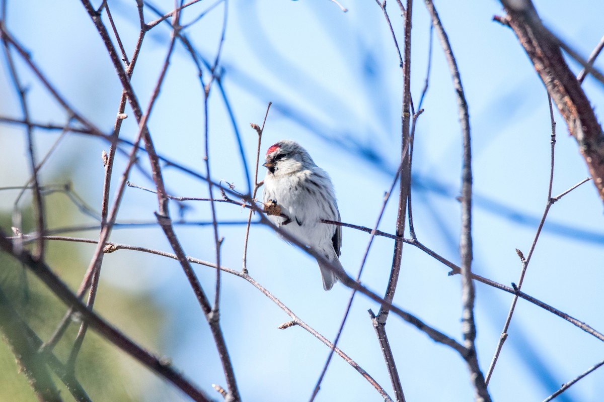 Hoary Redpoll - ML90194101