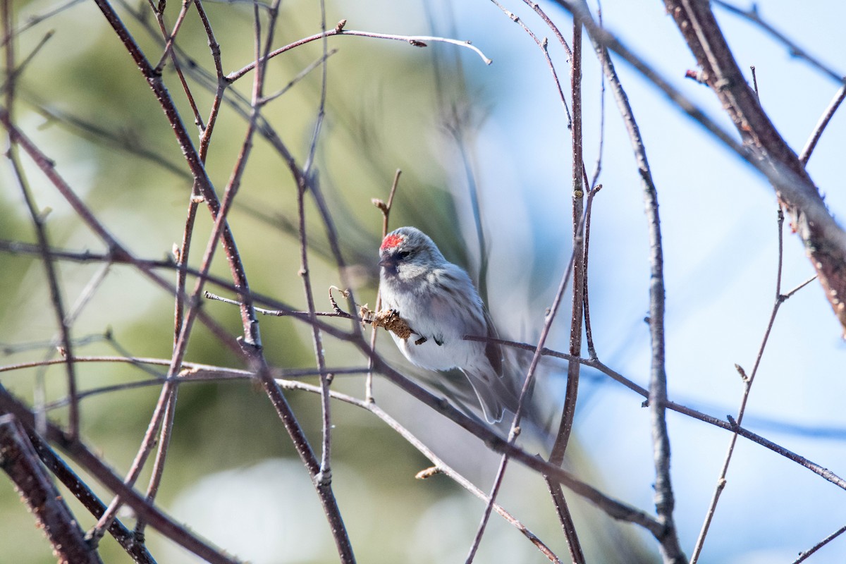 Hoary Redpoll - ML90194151