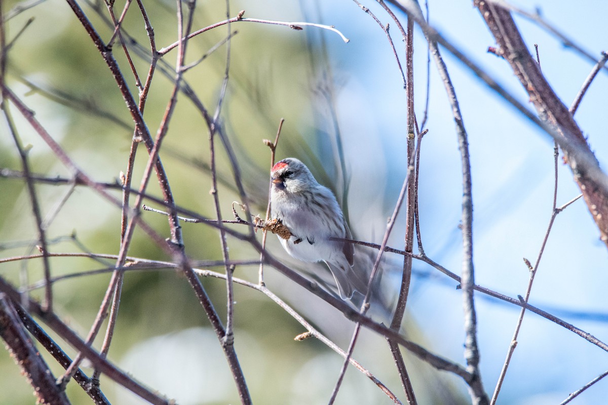 Hoary Redpoll - ML90194161