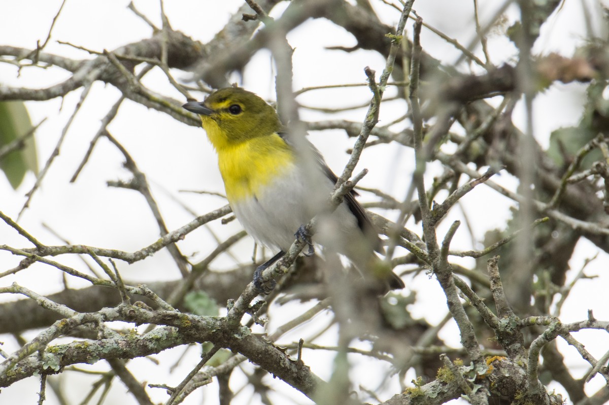 Sarı Gerdanlı Vireo - ML90195051