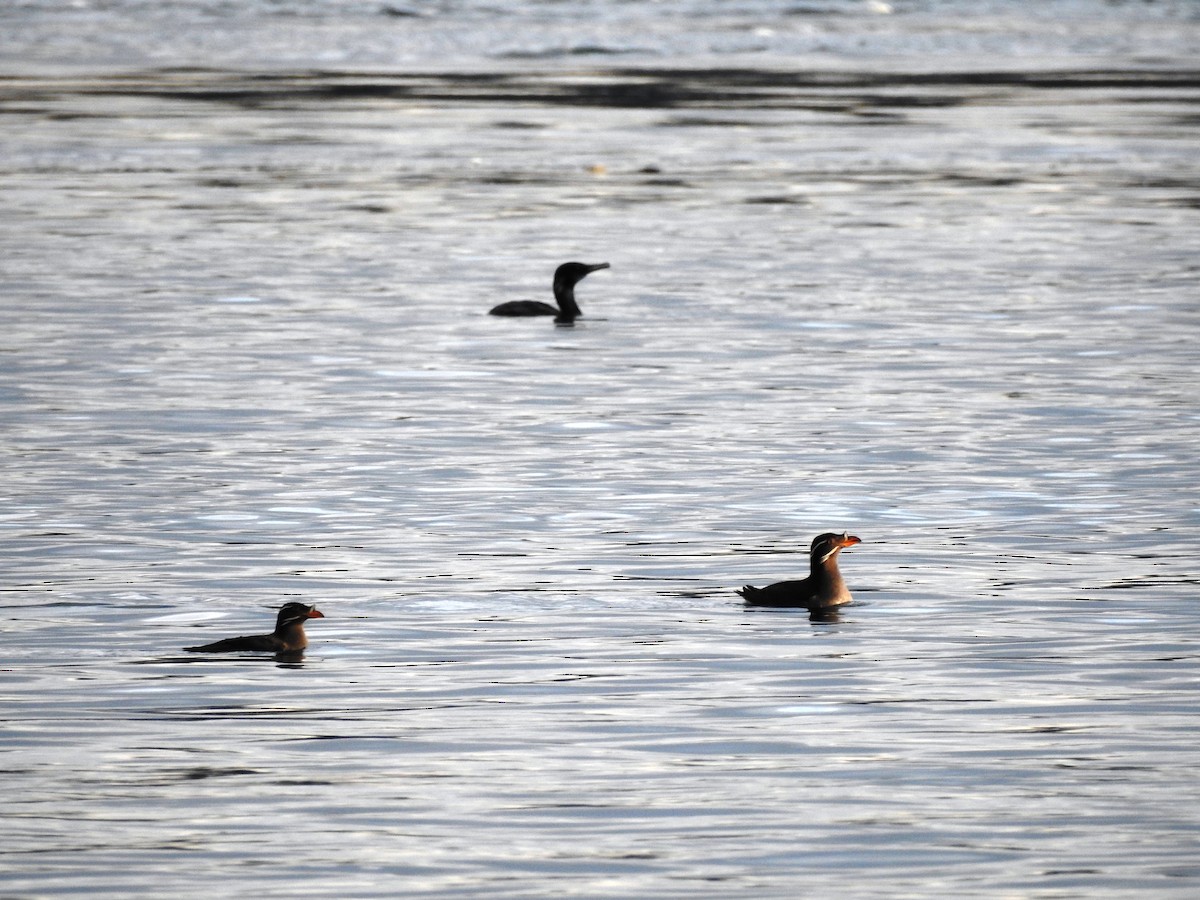 Rhinoceros Auklet - Jody  Wells