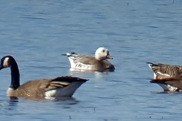 Ross's x Greater White-fronted Goose (hybrid) - Anonymous