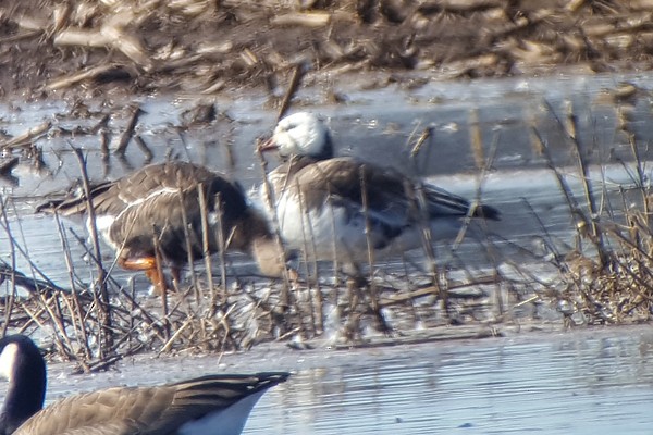 Ross's x Greater White-fronted Goose (hybrid) - Anonymous