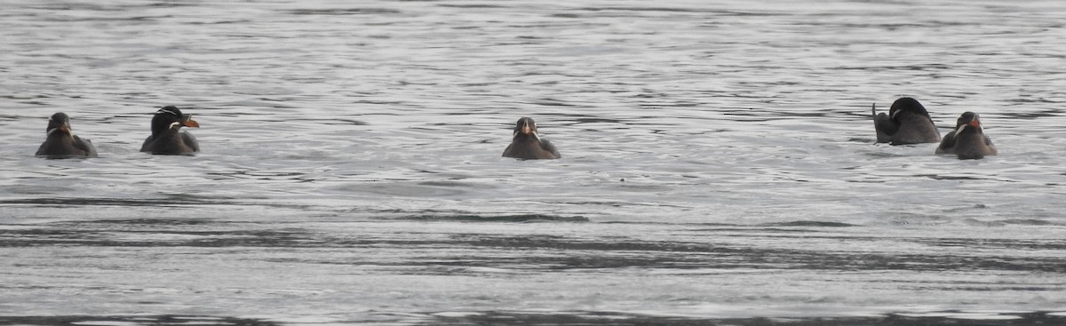 Rhinoceros Auklet - ML90198611